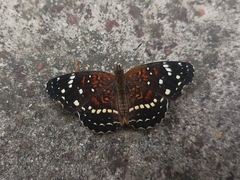 Anthanassa texana texana