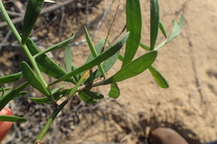 Heliophila linearis
