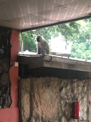 Chlorocebus tantalus