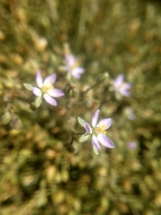 Spergularia marina