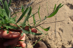 Heliophila linearis
