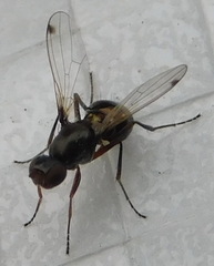 Sepsis violacea