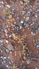 Pygopus schraderi