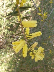 Acacia oxycedrus