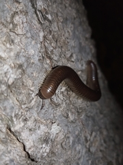 Pachyiulus flavipes