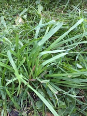 Digitaria ischaemum