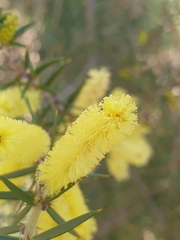Acacia oxycedrus