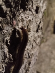 Pachyiulus flavipes