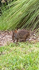 Sylvilagus palustris