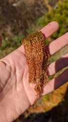 Sphagnum fuscum