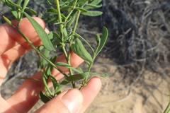 Heliophila linearis