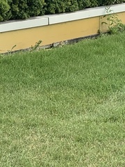 Urocitellus richardsonii