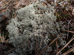 Cladonia rangiferina