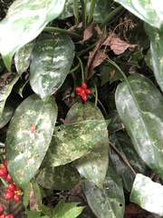 Aglaonema commutatum