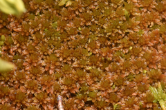 Sphagnum fuscum