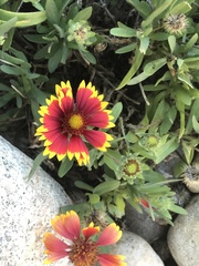 Gaillardia