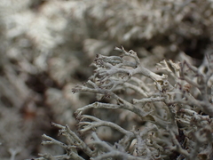 Cladonia rangiferina