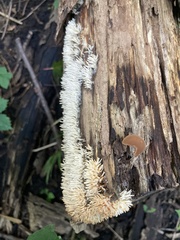 Radulomyces copelandii