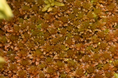 Sphagnum fuscum