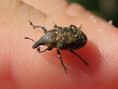 Larinus turbinatus