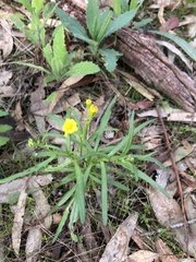 Senecio pinnatifolius