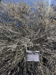 Artemisia californica