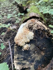 Radulomyces copelandii