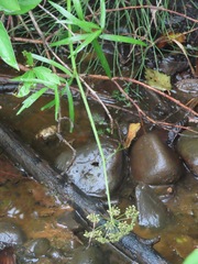 Oenantheae