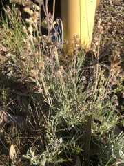 Helichrysum luteoalbum