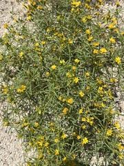 Pectis papposa papposa