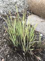Juncus xiphioides