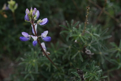 Lupinus variicolor
