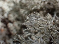Cladonia rangiferina