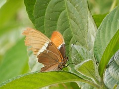 Siproeta epaphus
