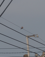 Streptopelia tranquebarica