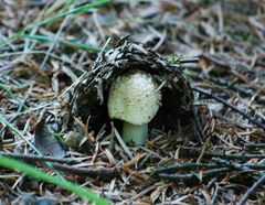 Amanita rubescens