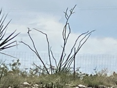 Fouquieria splendens