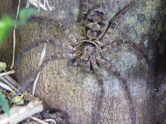 Heteropoda binnaburra