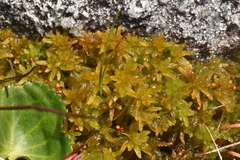 Sphagnum tenellum