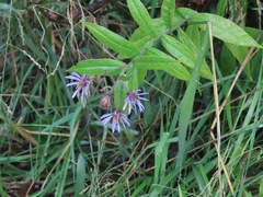 Canadanthus modestus