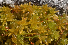 Sphagnum tenellum