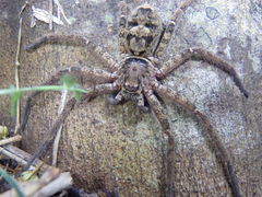 Heteropoda binnaburra