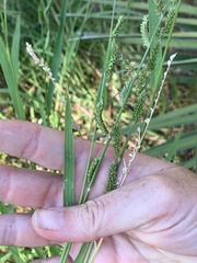 Echinochloa colona