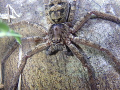 Heteropoda binnaburra
