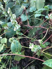 Fallopia scandens