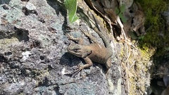 Sceloporus jarrovii