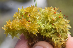Sphagnum tenellum