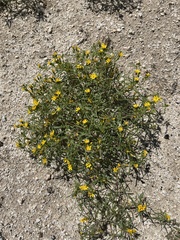 Pectis papposa papposa