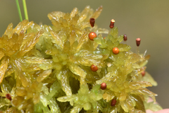 Sphagnum tenellum