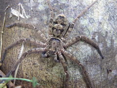 Heteropoda binnaburra